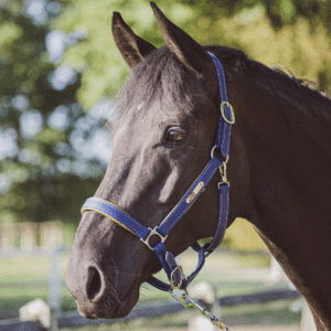 Halter Stravinsky navy blue in biothane