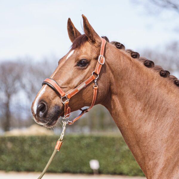 Leather halter camel asteria