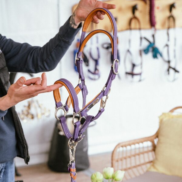 Licol en biothane violet Stravinsky poulain