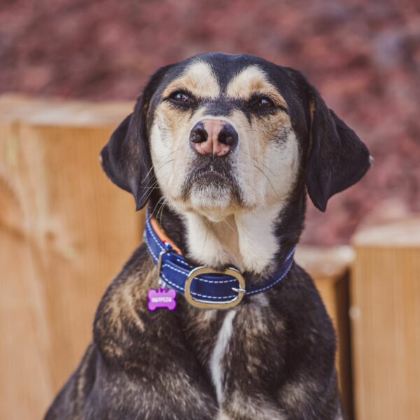 Navy blue Stravinsky Biothane Collar