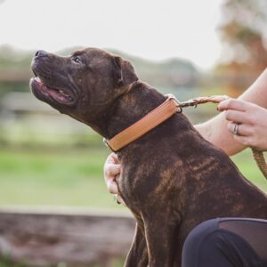 collier pour chien haut de gamme