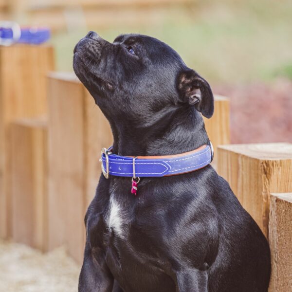 Blue Stravinsky Biothane Collar