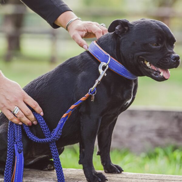 Blue Stravinsky Biothane Collar