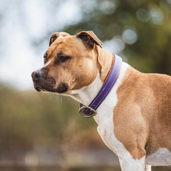 Purple Stravinsky biothane collar