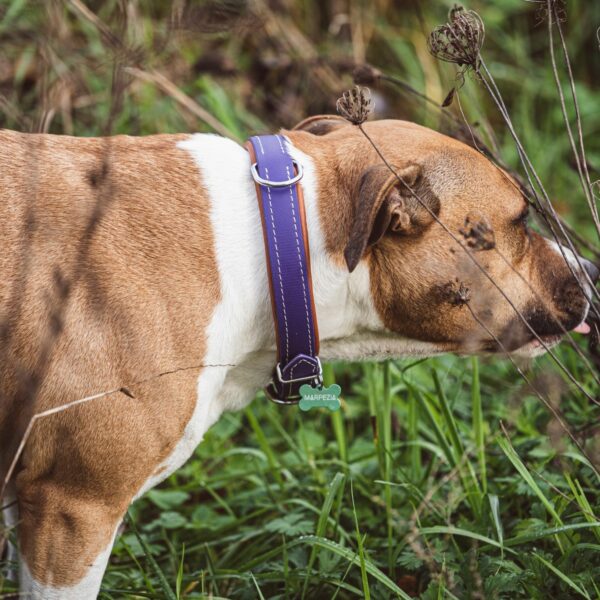 collier biothane violet