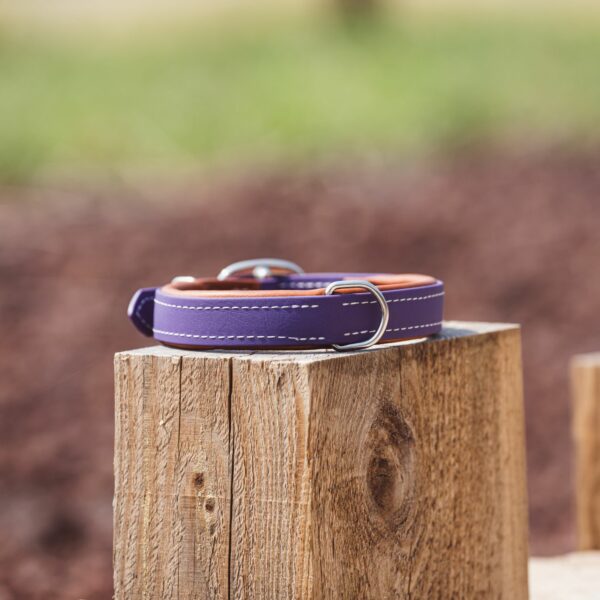 collier en biothane violet