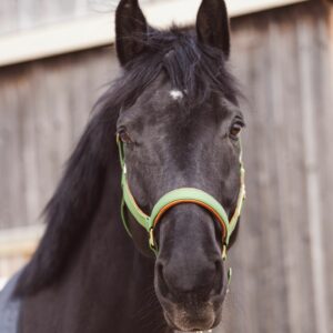 Biothane Military Green/ Khaki Stravinsky Halter