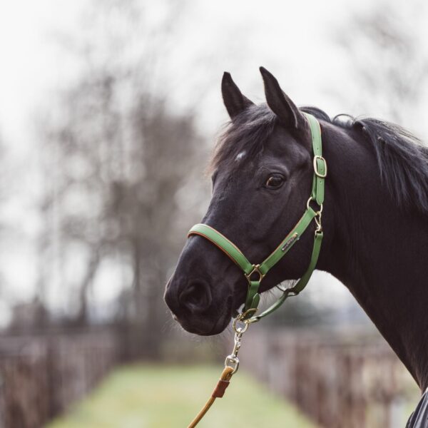 Biothane Military Green/ Khaki Stravinsky Halter