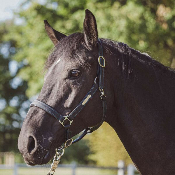 halter-horse-biothane-leather-stravinsky-black