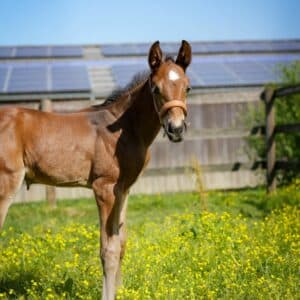 poulain dans son pré