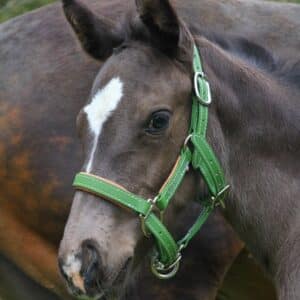 halter-foal-biothane-military-green-olive