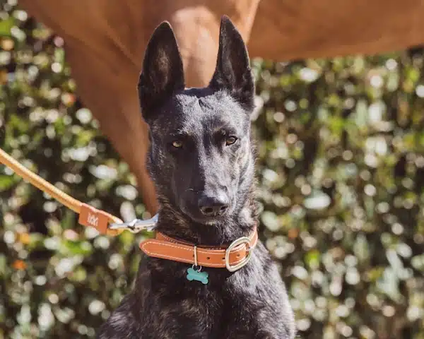 Colliers et laisses chien cuir et biothane