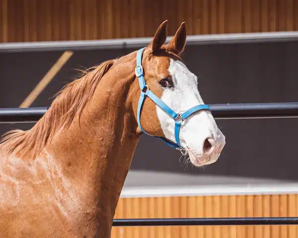 Équipement pour chevaux
